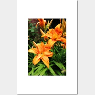 Orange daylily Posters and Art